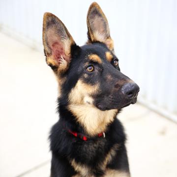 wp-1436680734800 image